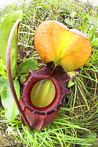 Pitcher Plant (Nepenthes rajah) flower, Mt Kinabalu, Sabah, Borneo