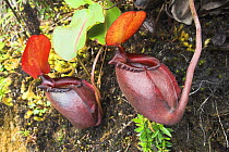 Pitcher Plant (Nepenthes rajah), Mt Kinabalu, Sabah, Borneo