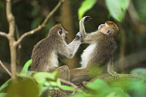 Crab eating / Long tailed macaques (Macaca fascicularis) grooming, Kinabatangan River, Sabah, Borneo.