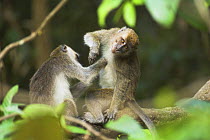 Crab eating / Long tailed macaques (Macaca fascicularis) grooming. Kinabatangan River, Sabah, Borneo.