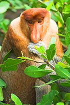RF- Proboscis Monkey (Nasalis larvatus) adult male, feeding on mangroves. Bako National Park, Sarawak, Borneo. Endangered species. (This image may be licensed either as rights managed or royalty free....