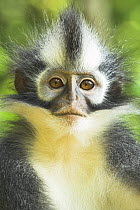 Thomas's Leaf Monkey / Langur (Presbytis thomasi). Gunung Leseur National Park, Sumatra, Indonesia. Endemic to Indonesia.