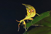 Leaf Insect (Phyllium sp.) female, Mt Kinabalu, Sabah, Borneo