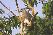 Lesser Fish Eagle (Ichthyophaga humilis) perched on branch, Kinabatangan River, Sabah, Borneo