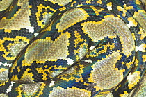 Reticulated Python (Python reticulata), close-up detail of skin. Kinabatangan River, Sabah, Borneo