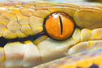 RF- Reticulated Python (Python reticulatus) eye detail. Kinabatangan River, Sabah, Borneo (This image may be licensed either as rights managed or royalty free.)