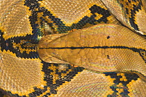 Reticulated Python (Python reticulata), Close-up detail of head. Kinabatangan River, Sabah, Borneo.
