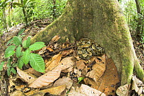 Reticulated Python (Python reticulata) resting at the base of buttress rooted tree. Kinabatangan River, Sabah, Borneo