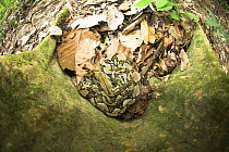 Looking down on Reticulated Python (Python reticulatus) resting at the base of buttress rooted tree. Kinabatangan River, Sabah, Borneo