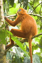 Maroon Leaf Monkey (Presbytis rubicunda) in trees. Danum Valley, Sabah, Borneo