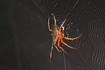 Tropical spider on web, Sabah, Borneo
