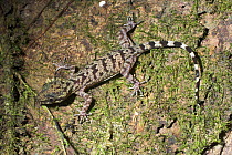Bent-toed Gecko (Gonydactylus sp.) on mossy bark, night-time. Danum Valley, Sabah, Borneo