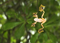 Wallace's gliding frog (Rhacophorus nigropalmatus) in mid-glide. Danum Valley, Sabah, Borneo