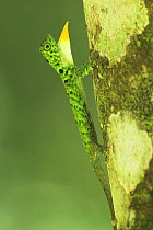 Flying Lizard (Draco volans) displaying on tree trunk. Danum Valley, Sabah, Borneo