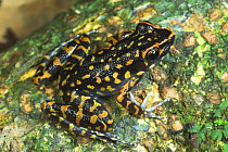 Spotted Stream Frog (Rana picturata) on mossy tree trunk, Danum Valley, Sabah, Borneo