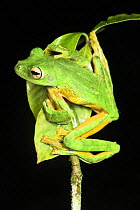 Wallace's gliding frog (Rhacophorus nigropalmatus) on night-time calling perch. Danum Valley, Sabah, Borneo