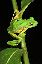 Wallace's gliding frog (Rhacophorus nigropalmatus) on night-time calling perch, branch and leaves. Danum Valley, Sabah, Borneo