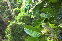 Wallace's gliding frog (Rhacophorus nigropalmatus) in rainforest canopy, Danum Valley, Sabah, Borneo