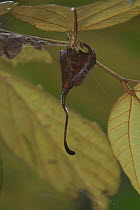 Tropical spider {Arachnidae} camouflaged as dead leaf, Sabah, Borneo