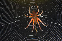 Tropical spider on web, camouflaged as dead leaf, Sabah, Borneo