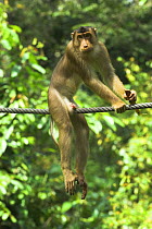 Pigtail Macaque (Macaca nemestrina) on purpose-built "primate wire" connecting isolated patches of forest. Kinabatangan River, Borneo