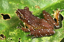 Cinnamon Frog (Nyctixalus pictus) on leaf. Danum Valley, Sabah, Borneo