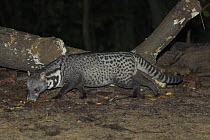 Malayan / Oriental Civet (Viverra tangalunga) foraging at night, Kinabatangan River, Sabah, Borneo
