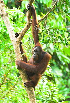 RF- Orang-utan (Pongo pygmaeus) male in forest canopy. Danum Valley, Sabah, Borneo. Endangered species. (This image may be licensed either as rights managed or royalty free.)