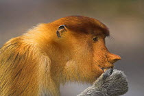 Proboscis Monkey (Nasalis larvatus) female eating, Bako National Park, Sarawak, Borneo