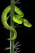 Wagler's / Temple pitviper (Tropidolaemus wagleri) on spiney stem. Bako National Park, Sarawak, Borneo