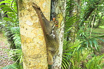 Malayan colugo (Cynocephalus variegatus) in daytime resting posture on tree trunk. Bako National Park, Sarawak, Borneo