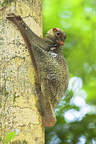 Malayan colugo (Cynocephalus variegatus) on tree trunk, Bako National Park, Sarawak, Borneo