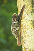 Malayan colugo (Cynocephalus variegatus) on tree trunk. Bako National Park, Sarawak, Borneo