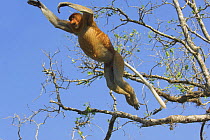 Proboscis Monkey (Nasalis larvatus) adult male  leaping amongst mangroves. Bako National Park, Sarawak, Borneo