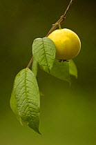 Arasha fruit orchard. A local Ecuadorian tropical fruit used for making juices, Andes, Ecuador