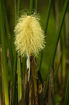Palm flower, Lowlands of Western Ecuador