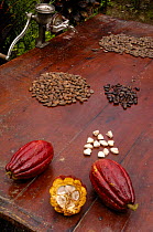 Stages of chocolate production. Whole cocoa pod (Theobroma cacao), split cacoa pod showing raw beans, raw beans removed from pod, dried and roasted beans. Ecuador, 2005