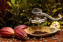 Stages of chocolate production. Whole cocoa pod (Theobroma cacao), split cocoa pod showing raw beans, raw beans removed from pod, dried and roasted beans being ground. Ecuador, 2005