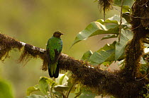 Golden-headed Quetzal (Pharomachrus auriceps) "Paz de las Aves" cloud forest, Pichincha, Andes, Ecuador