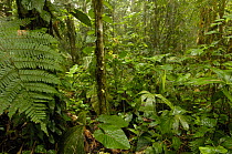 Primary rainforest, Western slope of Andes, Ecuador