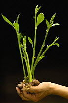 Symbolic photo of reforestation, plants held in hand growing from seeds, Ecuador  2005