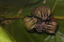 Large Fruit-eating bat (Artibeus sp) roosting under leaf in Lowlands of Western Ecuador,