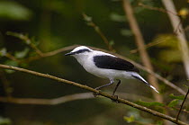 Masked Water-tyrant (Fluvicola nengeta) in the lowlands of Western Ecuador