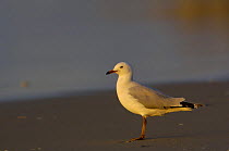 Silver Gull (Chroicocephalus novaehollandiae) North Stradbroke Island off Queensland coast, Australia