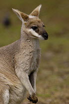 Pretty-faced / Whiptail Wallaby (Macropus parryi) captive, Australia