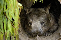 Southern Hairy-nosed Wombat (Lasiorhinus latifrons) resting in burrow, Captive, Australia