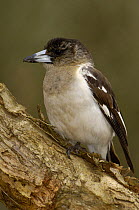 Pied / Black throated butcherbird (Cracticus nigrogularis) Brisbane, Queensland, Australia