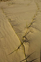 Sand dunes with Prickly Couch grass (Zoysia macrantha) growing on the beach, North Stradbroke Island off Queensland coast, Australia