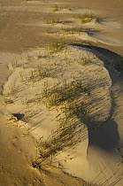 Sand dunes with Knobby Club-rush (Isolepis nodosa) growing on the beach, North Stradbroke Island off Queensland coast, Australia