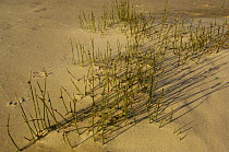 Sand dunes with Knobby Club-rush (Isolepis nodosa) growing on the beach, North Stradbroke Island off Queensland coast, Australia